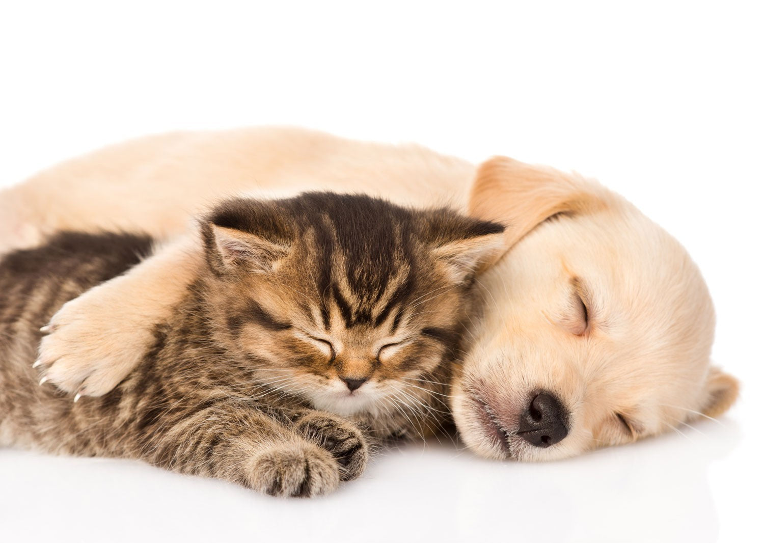 Pet supplies